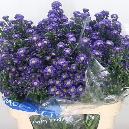 aster chanel|Aster Chanel .